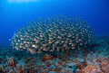   Fish ball  